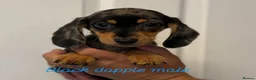Miniature Dachshund dogs for sale: Miniature dachshund  - Advert 1