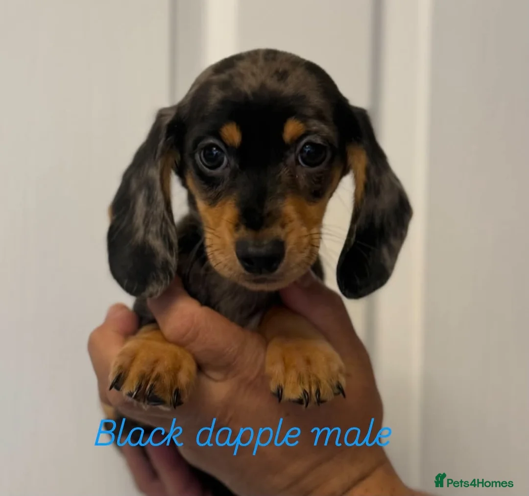 Miniature Dachshund dogs for sale: Miniature dachshund  - Advert 1