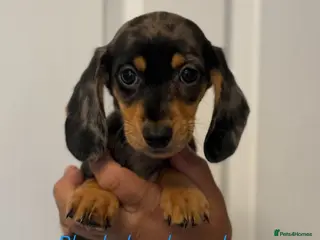 Miniature Dachshund dogs Miniature dachshund - Advert 1