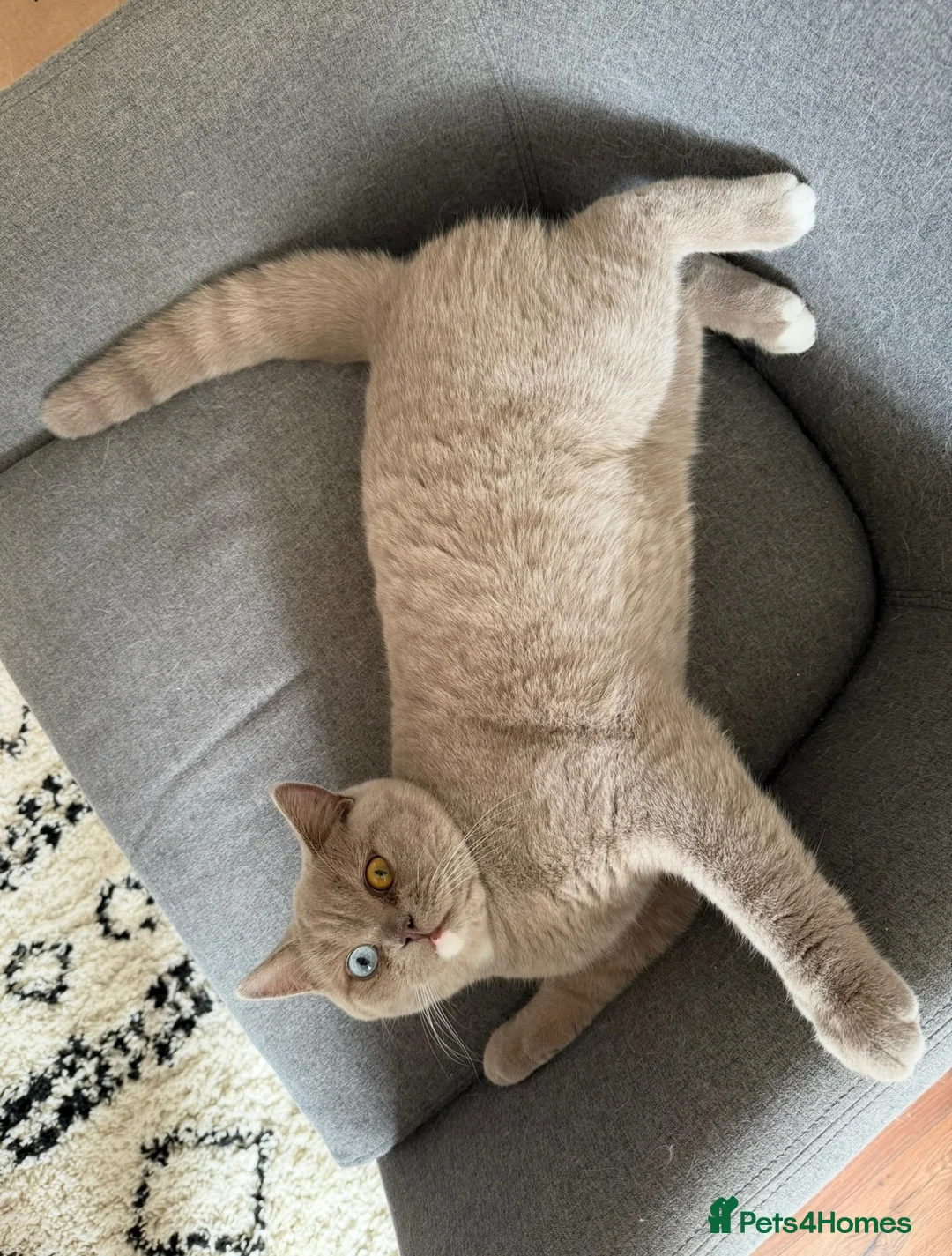 British Shorthair cats for sale: Stunning odd eye lilac boy - 15 months  - Advert 2