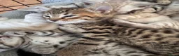 Bengal cats for sale: All bengals reserved - savannah babies available  - Advert 6