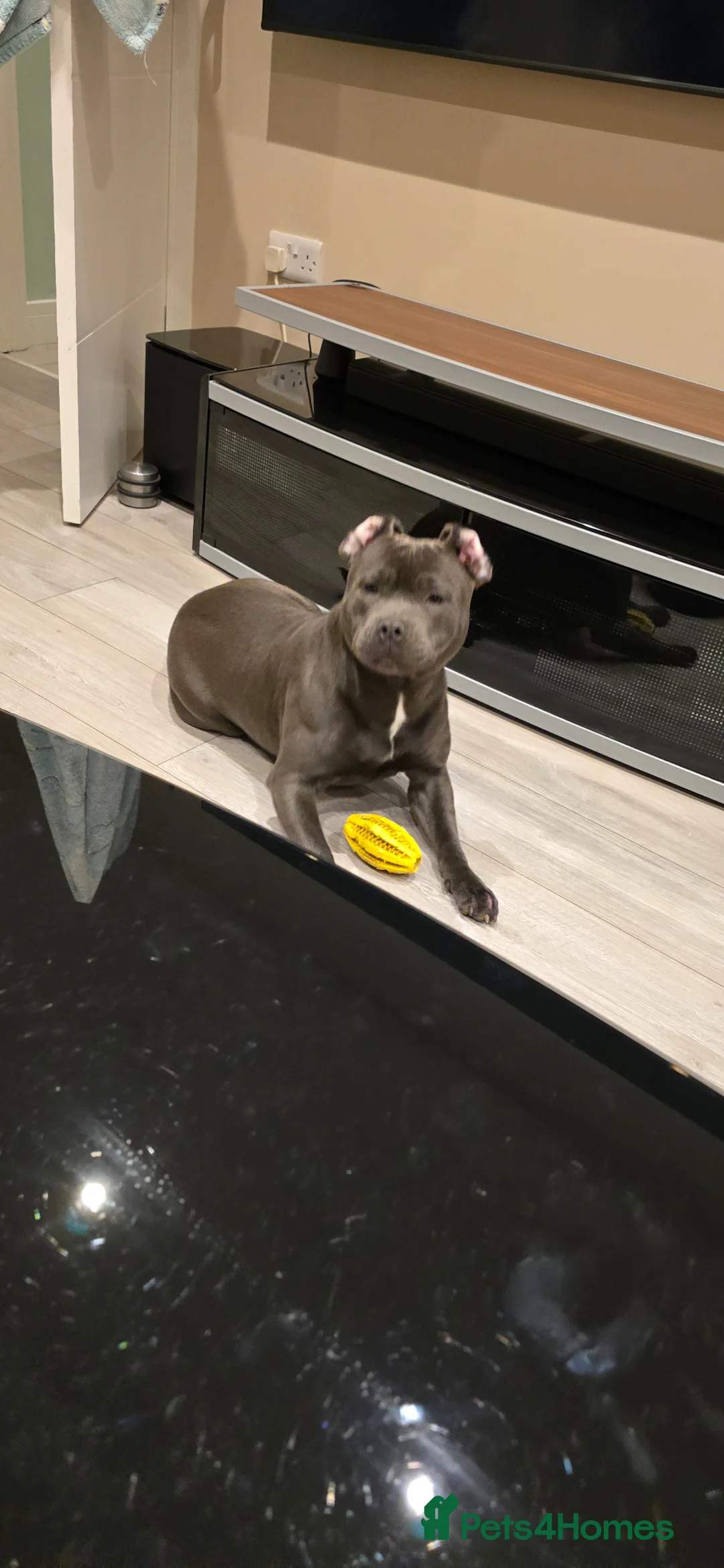 Staffordshire Bull Terrier dogs for sale: KC Registered Blue Staffy Girl for sale - Advert 5