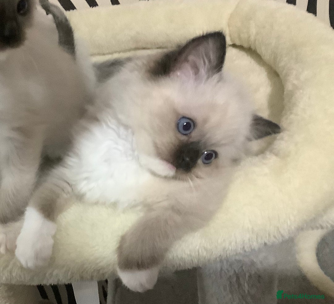 Ragdoll cats for sale: 3 ragdoll girls ready now - Image 7