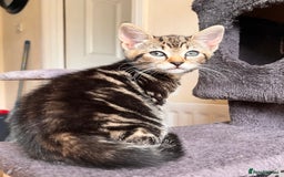 Toyger cats for sale: Adorable kitten  - Image 30
