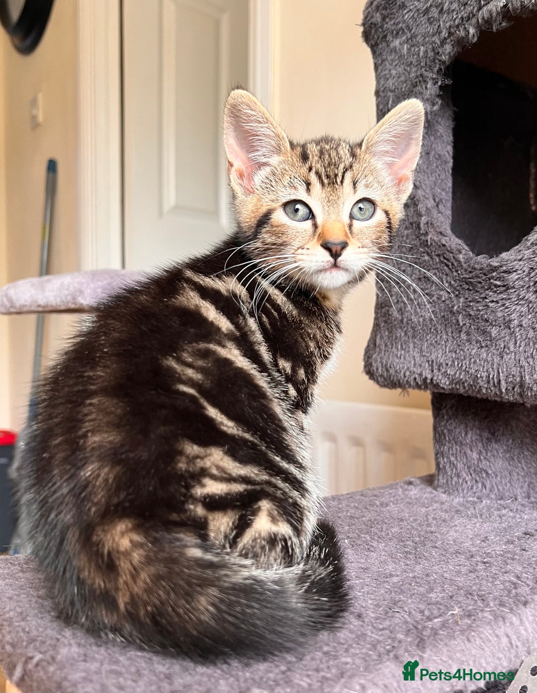 Toyger cats for sale: Adorable kitten  - Image 30