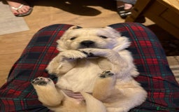 Golden Retriever dogs for sale: Golden Retriever Puppies For Sale - Image 13