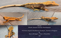 Gecko reptiles for sale: Juvenile Crested geckos  - Image 1