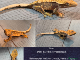 Gecko reptiles - Advert 5