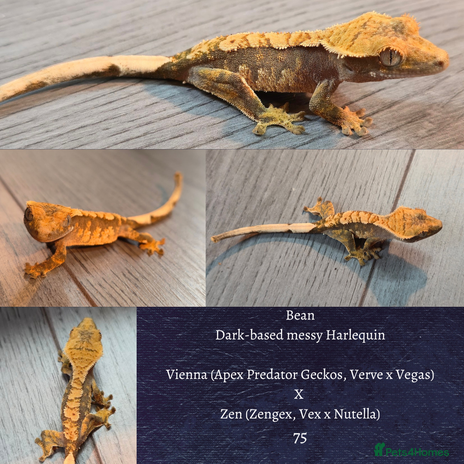 Gecko reptiles - Advert 1