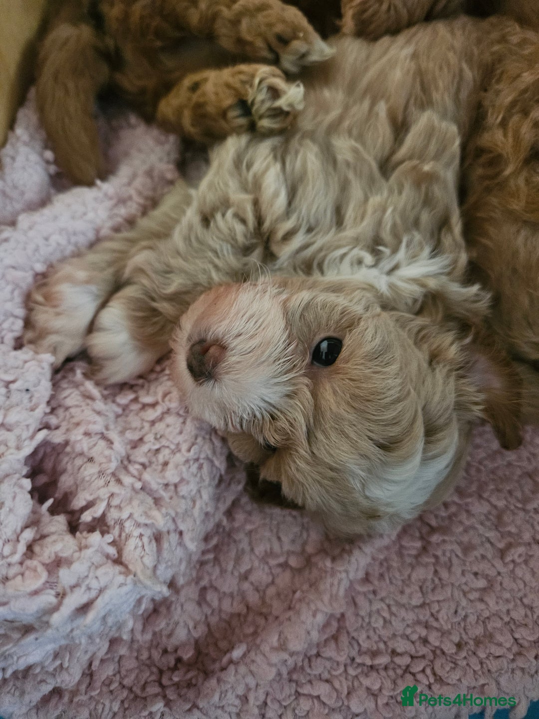 Maltipoo dogs for sale: Stunning Maltipoo Puppies ❤️  - Image 15