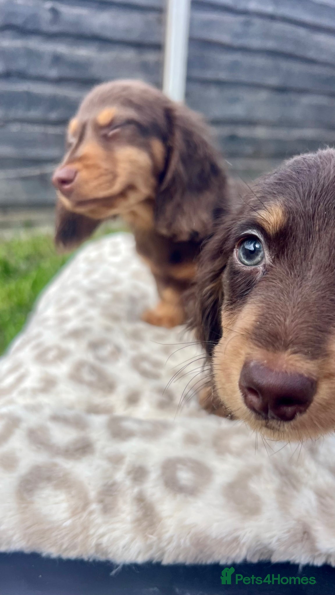 Miniature Dachshund dogs     ⭐ REDUCED ⭐ 2 Mini Longhair Boys • KC reg - Advert 1