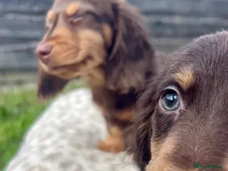 Miniature Dachshund dogs ⭐ REDUCED ⭐ 2 Mini Longhair Boys • KC reg - Advert 2