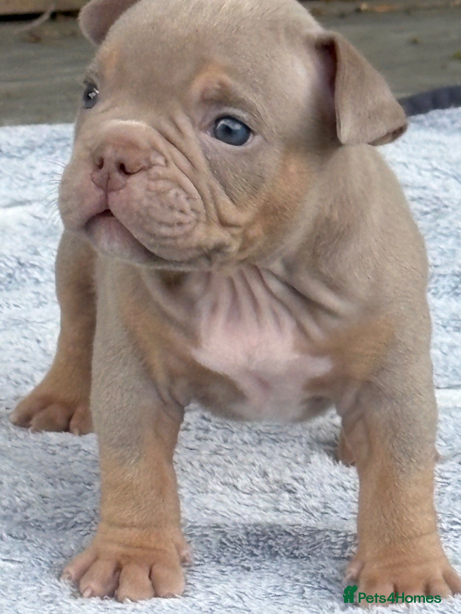 American Bully dogs Lucci vs Gr CH McLovin pups  - Advert 1
