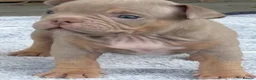 American Bully dogs for sale: Lucci vs Gr CH McLovin pups  - Advert 4