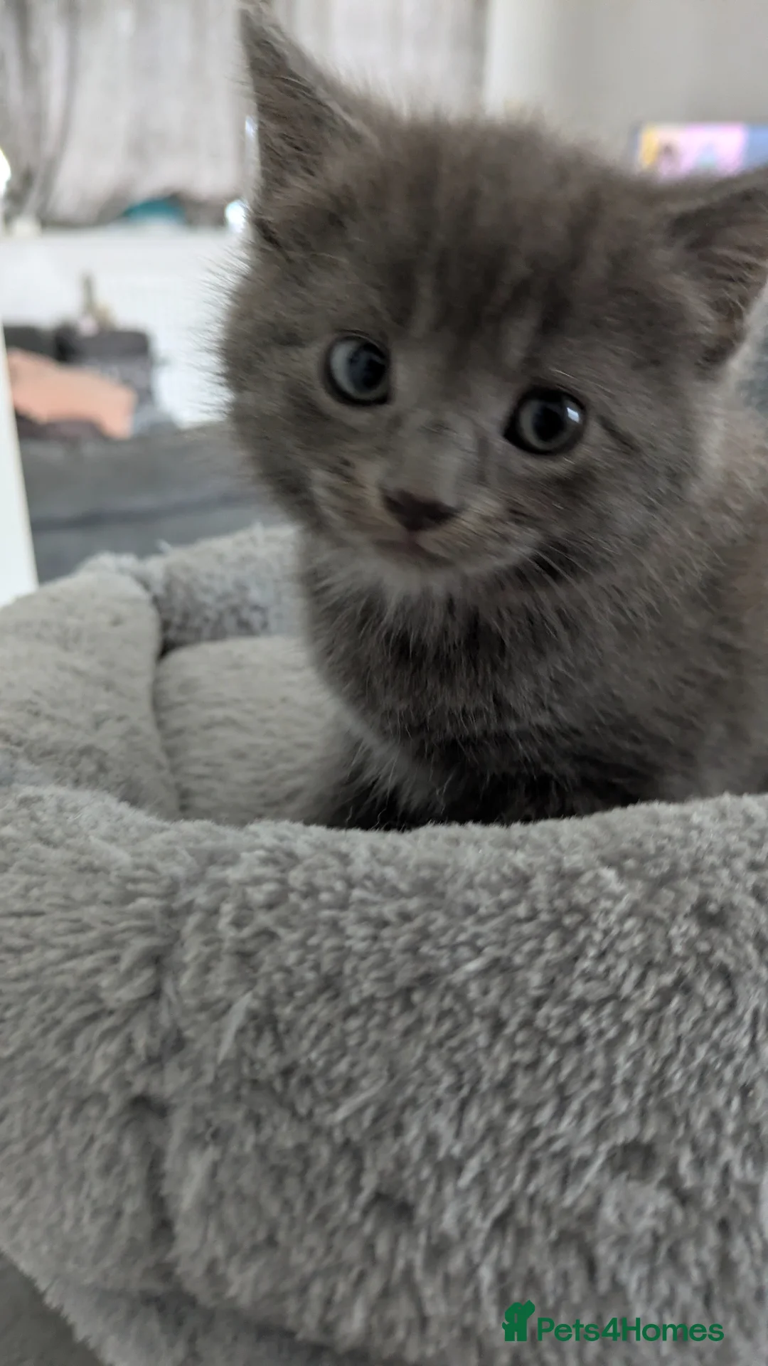 Mixed Breed cats for sale: 4 8 week old kittens ready for rehoming - Advert 2