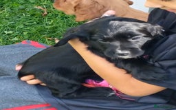 Cocker Spaniel dogs for sale: KC fully Health Tested Working Cocker Spaniels  - Image 2
