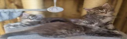 Maine Coon cats for sale: Beautiful Maine Coon Kittens - Advert 4
