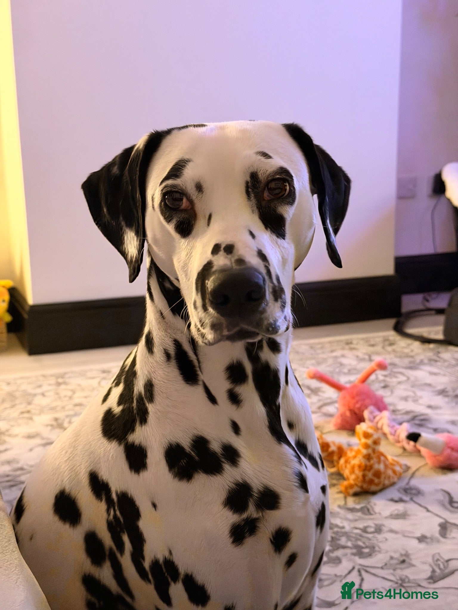 Dalmatian dogs Dalmation - Advert 1