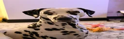 Dalmatian dogs for sale: Dalmation - Advert 1