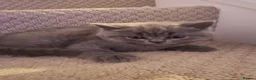 British Shorthair cats for sale: British shorthair kittens - Advert 24