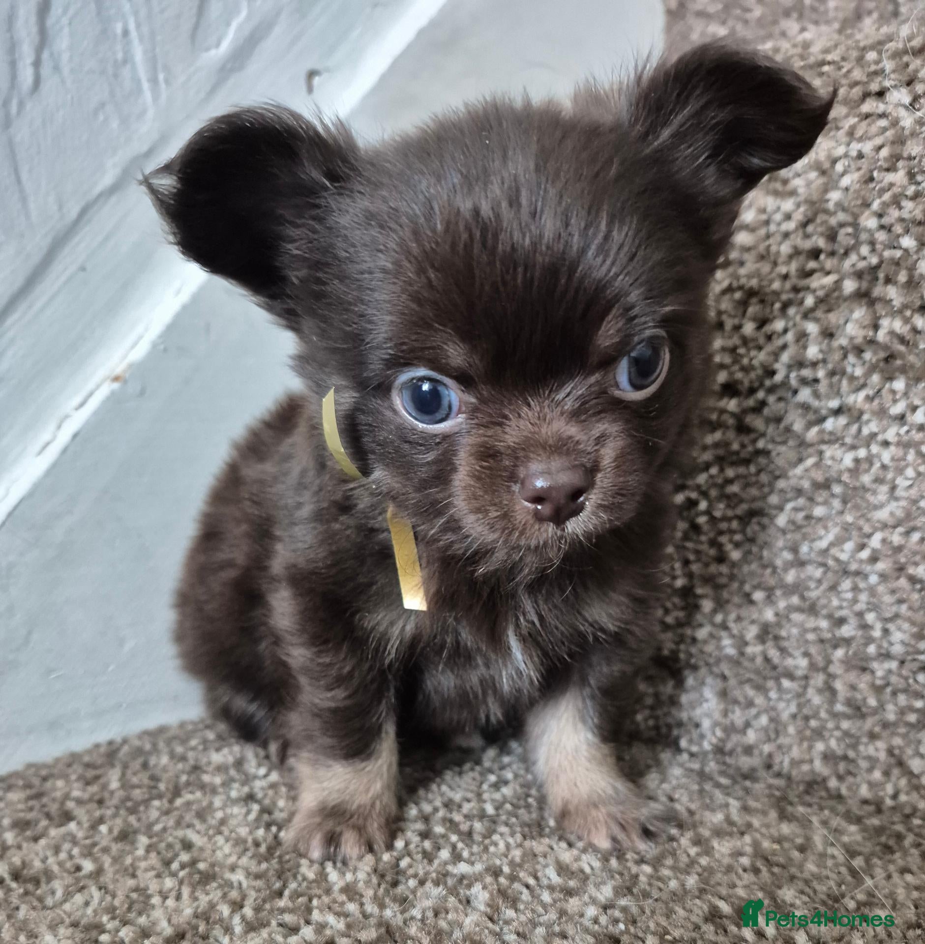 Chihuahua dogs Long coat KC puppies  - Advert 6