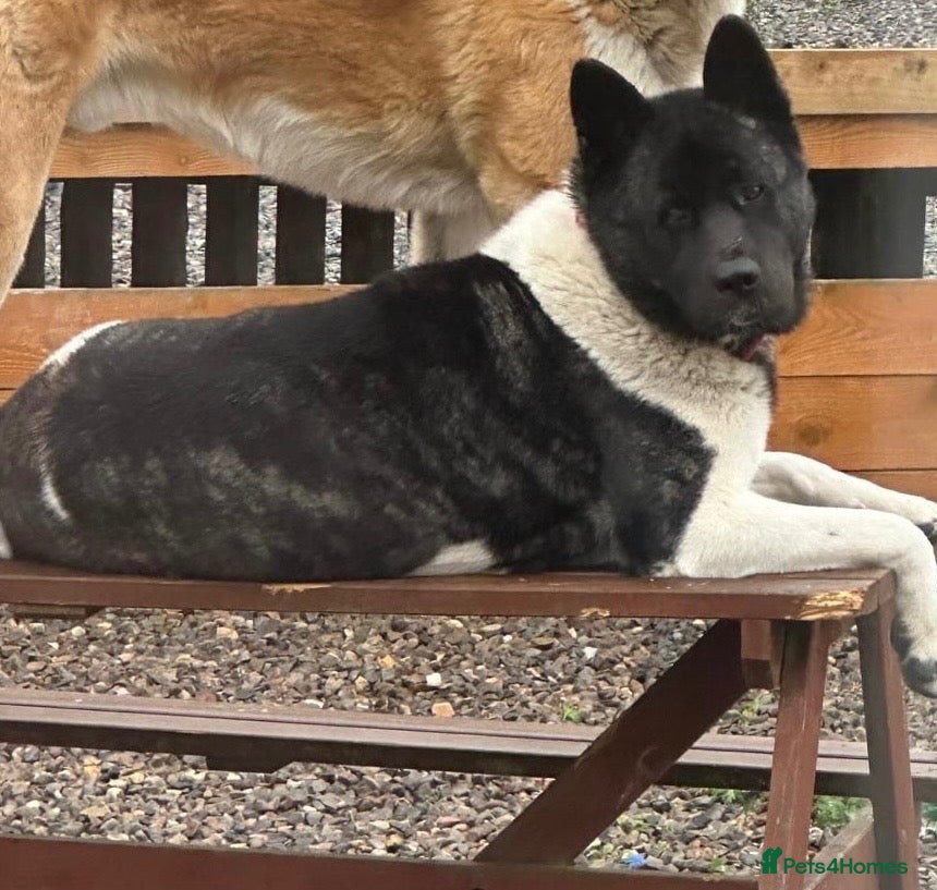 Akita dogs 2 Female KC American Akitas  - Advert 1