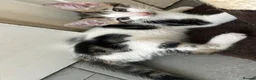 Mixed Breed cats for sale: Two gorgeous boy kittens ready to leave  - Advert 4