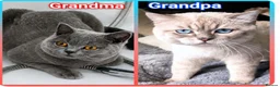 British Shorthair cats for sale: Purebred British Shorthair Kittens Available! - Advert 7