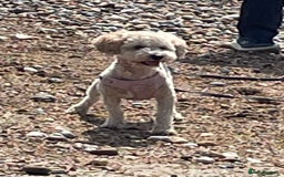 Poochon dogs for sale: Tina 1 year old poochon girl - Image 5