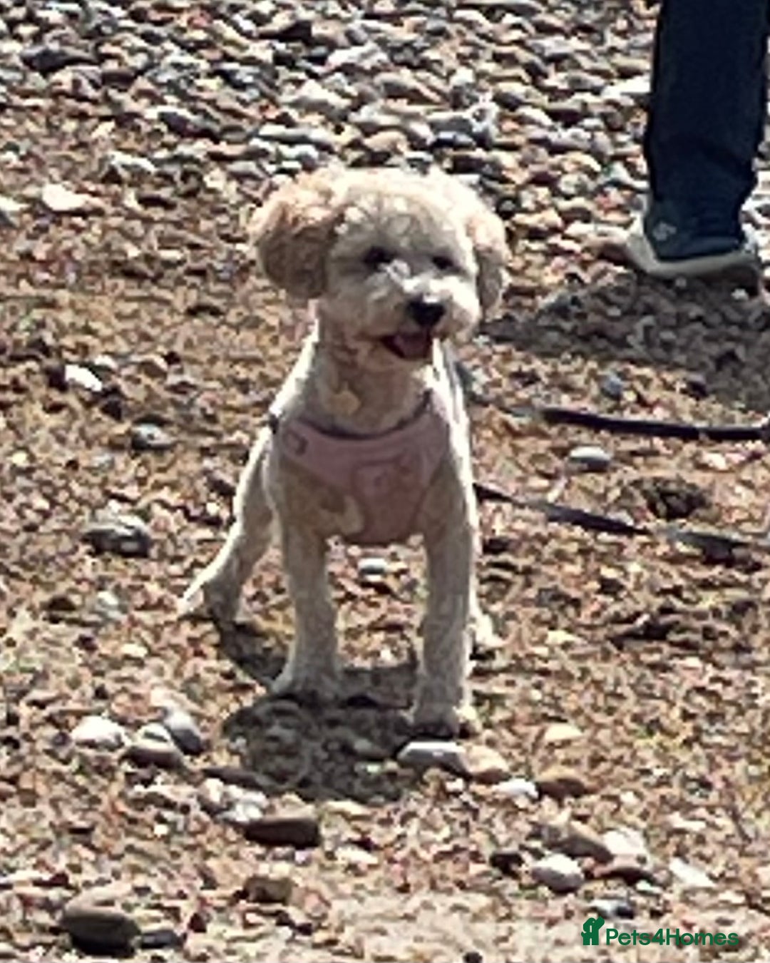 Poochon dogs for sale: Tina 1 year old poochon girl - Image 5
