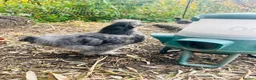 Chickens poultry for sale: Blue/grey/cuckoo silkies  in Skelmersdale - Advert 5