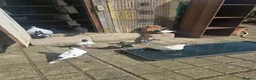 Pigeons birds for sale: Afghani pigeons for sale  - Advert 11