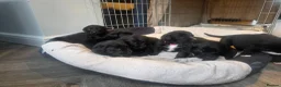 Bernese Mountain Dog dogs for sale: Labernese. F1 - Advert 12