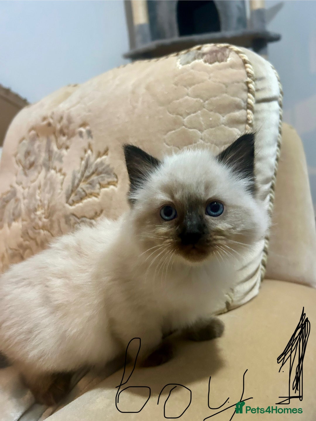 Ragdoll cats for sale: A real ragdoll - Advert 3