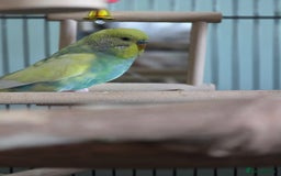 Budgerigars birds for sale: 2 beautiful male budgies - Image 1