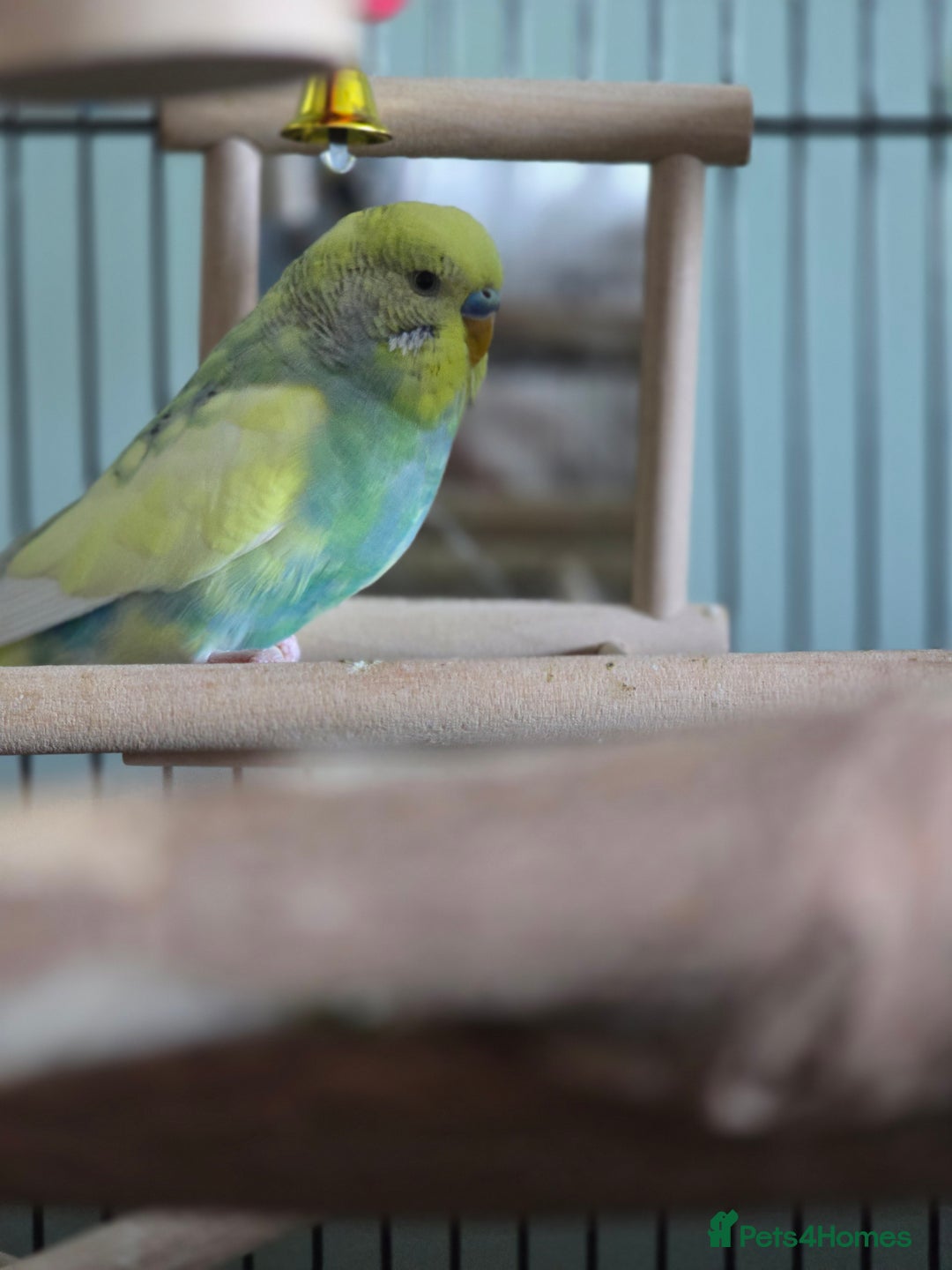 Budgerigars birds for sale: 2 beautiful male budgies - Image 1