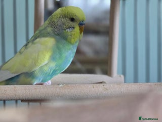 Budgerigars birds for sale - Advert 1