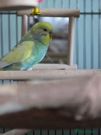 Budgerigars birds - Advert 2