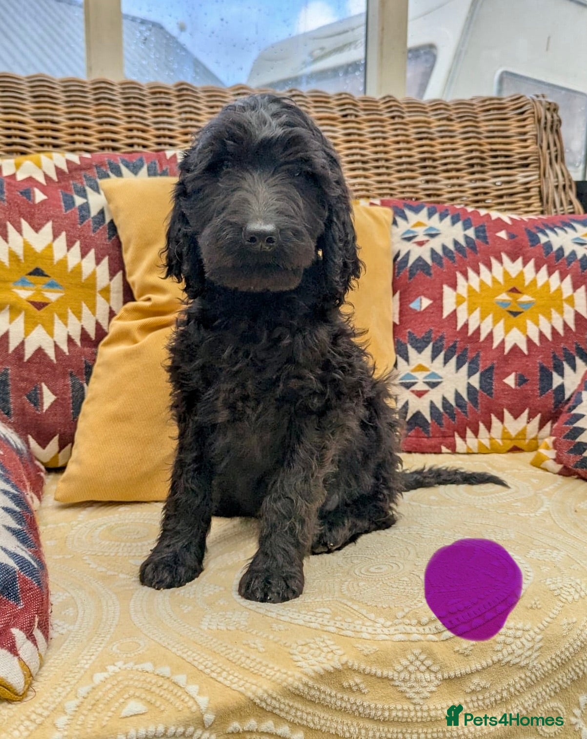 Irish Doodle dogs Standard Irish Doodle Puppies - Ready Now - Advert 11