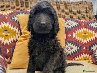 Irish Doodle dogs Standard Irish Doodle Puppies - Ready Now - Advert 11