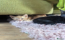 Domestic Shorthair cats for sale: Ready now  - Image 6