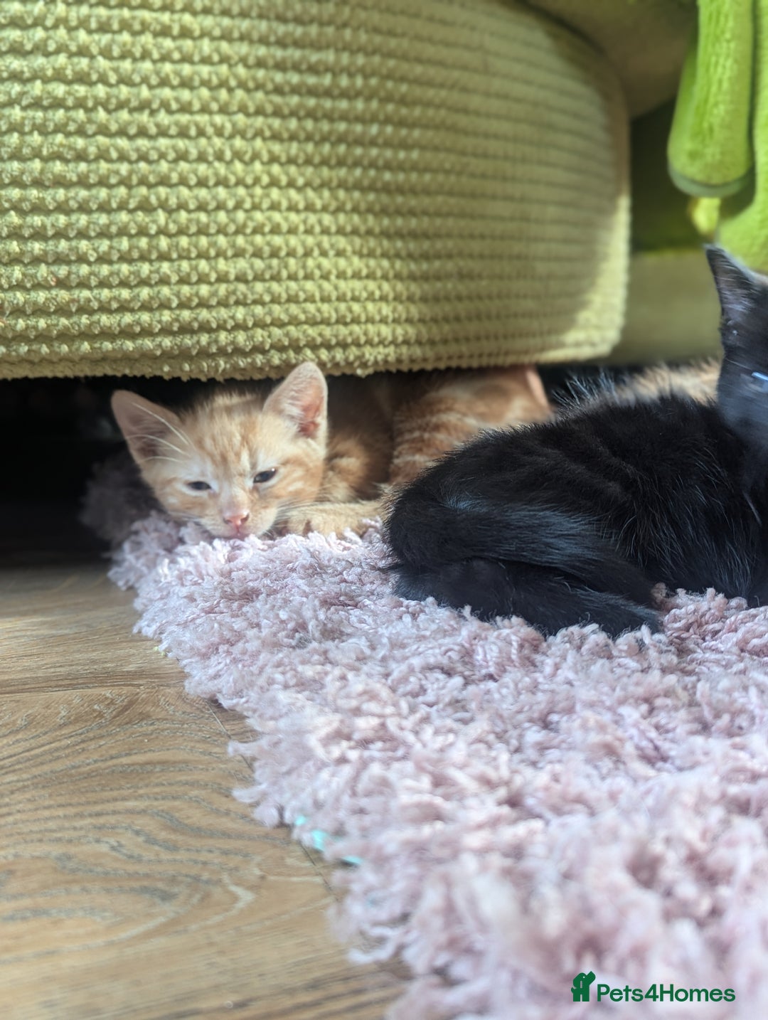 Domestic Shorthair cats for sale: Ready now  - Image 6