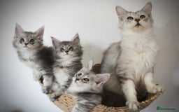 Maine Coon cats for sale: Maine Coon - snow - 1 female left, TICA Maine coons, ,shaded lines - Image 17