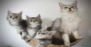 Maine Coon cats - Advert 4