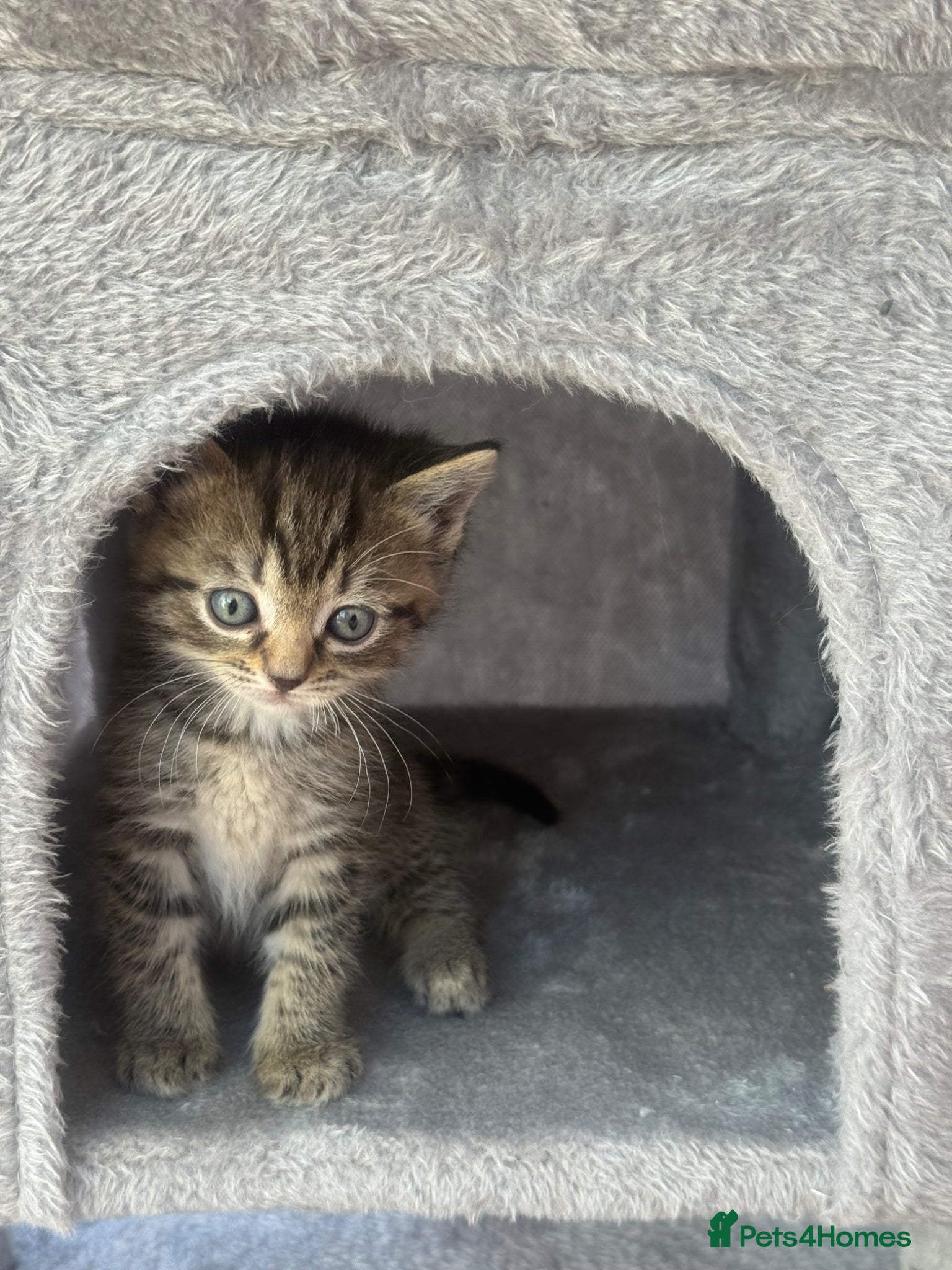 Mixed Breed cats Beautiful Ragdoll x kittens  - Advert 7