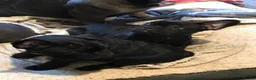 French Bulldog dogs for sale: French bulldog puppies  - Advert 10