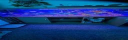 Angelfish fish for sale: Fishes with fish tank and shelf - Advert 1
