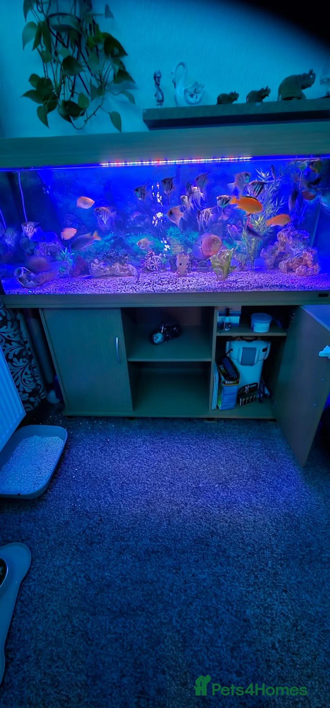 Angelfish fish for sale: Fishes with fish tank and shelf - Advert 1