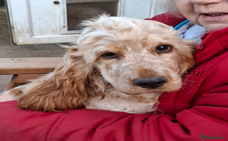 Cocker Spaniel dogs - Advert 12