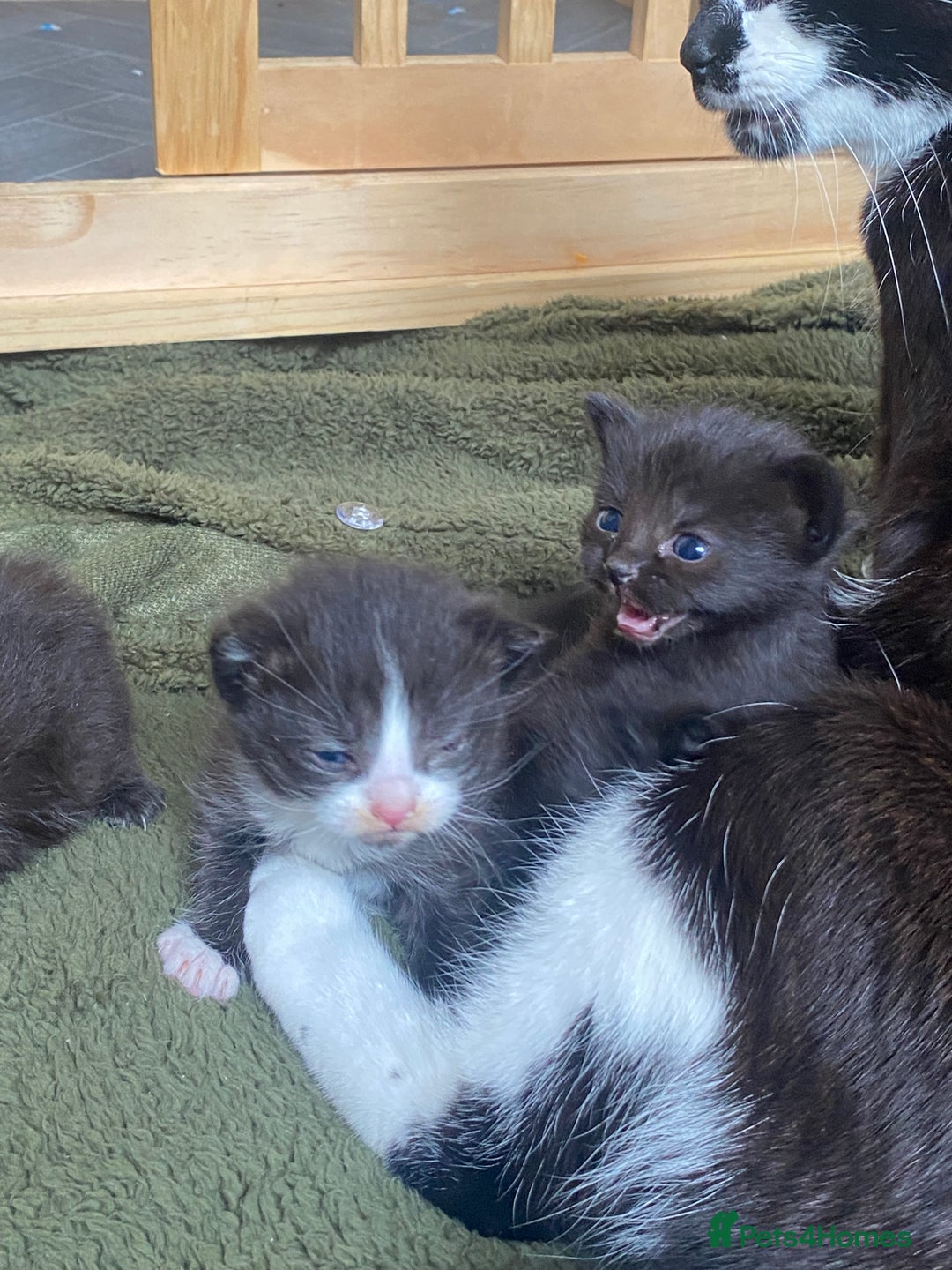 Mixed Breed cats for sale: 2 Black Kitten available 1 black and white  - Image 8